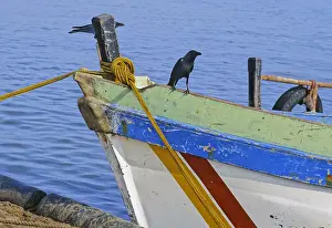 Corvus: Crow on boat, Sri Lanka