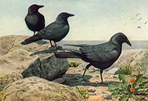 Crows: Crow and Fish Crows