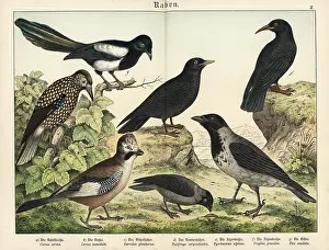 Naturgeschichte Des Tierreichs: Crow, jackdaw, jay, nutcracker, etc
