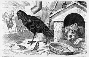 Overs: CROW BESIDE KENNEL
