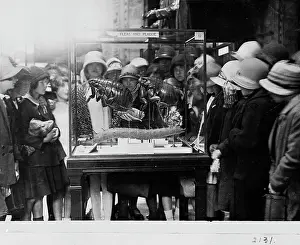 Flea: Crowd around flea case, 1927