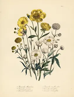 Montpelier: Crowfoot species