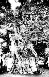 Crowhurst: Crowhurst, Yew Tree 1907