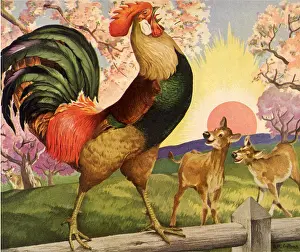 Crowing: Crowing Rooster