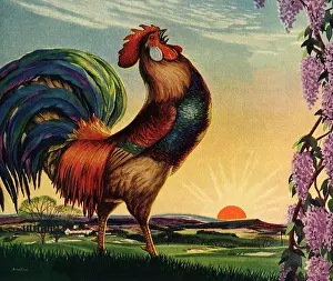 Hens: Crowing Rooster