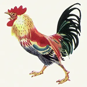 Hens: Crowing Rooster