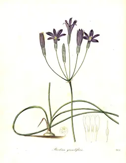 Grandiflora: Crown brodiaea, Brodiaea coronaria