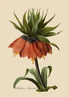 Imperialis: Crown Imperial