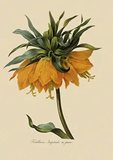 Imperialis: Crown Imperial