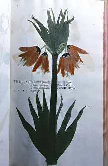 Leafs: Crown Imperial plant