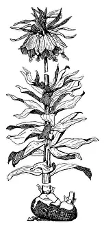 Midgley: Crown imperial Seed Pods