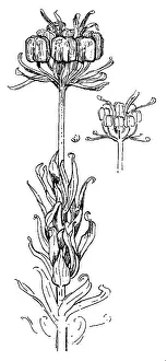 Lilley: Crown Imperial Seed Pods