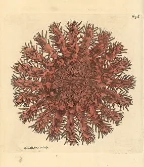 Starfish: Crown of thorns starfish, Acanthaster planci
