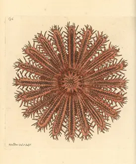 Starfish: Crown of thorns starfish, Acanthaster planci