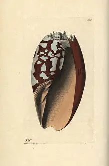 Volute: Crowned baler, Melo aethiopicus