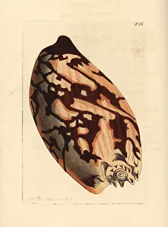Volute: Crowned baler shell, Melo aethiopicus