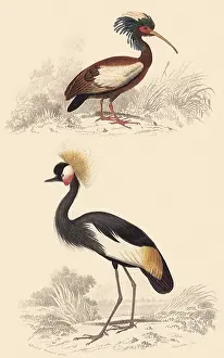 Storks: Crowned Crane & Madagascar Crested Ibis