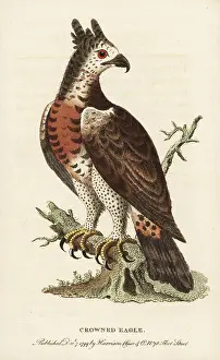 Coronatus: Crowned eagle, Stephanoaetus coronatus