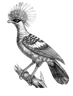 Lithographed: Crowned Goura Pigeon