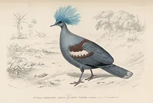 Pidgeon: CROWNED PIDGEON