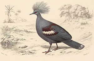 Doves: Crowned Pigeon (Columba coronata)