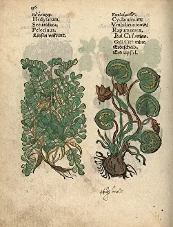 Cyclamen: Crownvetch, Securigera securidaca, and Greek