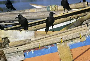 Colombo: Crows on boats, Sri Lanka
