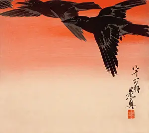 Stunning: Crows fly through evening sky