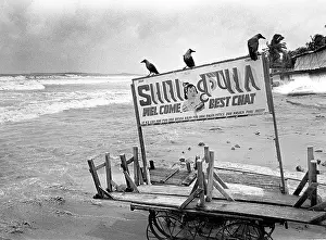Crows Juhu beach, India