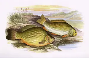 Carp: Crucian Carp and Prussian Carp