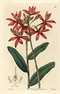 Cinnabar: Crucifix orchid, Epidendrum cinnabarinum