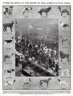 Exhibit: Crufts show at the Agricultural Hall 1910