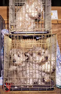Caged: Crufts Dog Show 1997