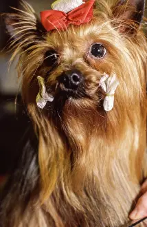 Dogshow: Crufts Dog Show 1997