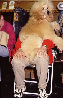 Dogshow: Crufts Dog Show 1997