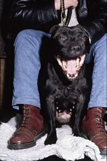 Dogshow: Crufts Dog Show 1997