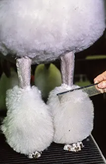 Dogshow: Crufts Dog Show 1997