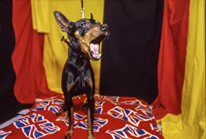 Dogshow: Crufts Dog Show 1997