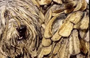 Bergamasco: Crufts Dog Show 1997