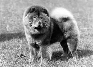 Hung: CRUFTS DOG SHOW WINNER