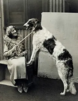 Borzoi: CRUFTS PRIZEWINNER 1933