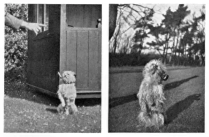 Mar16: Crump the griffon terrier, smoking a pipe and a cigarette