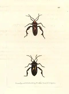 Elford: Crusader bug, Mictis profana