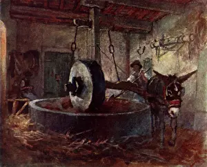 Crushing: CRUSHING OLIVES, TUSCANY