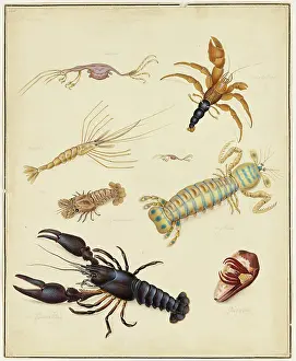 Bodycolour: Crustacea