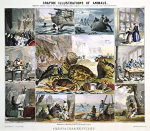 Tooth: Crustacea: Turtle soup; Pearl diving; Catching