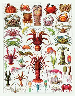 Lobster: Crustaces - crustaceans