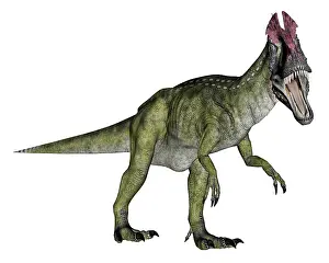 Cryolophosaurus: Cryolophosaurus dinosaur