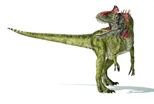 Carnosauria: Cryolophosaurus dinosaur on white background