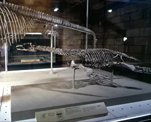 Sauropterygian: Cryptoclidus